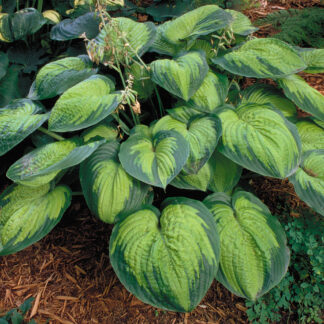 Dick Ward Hosta