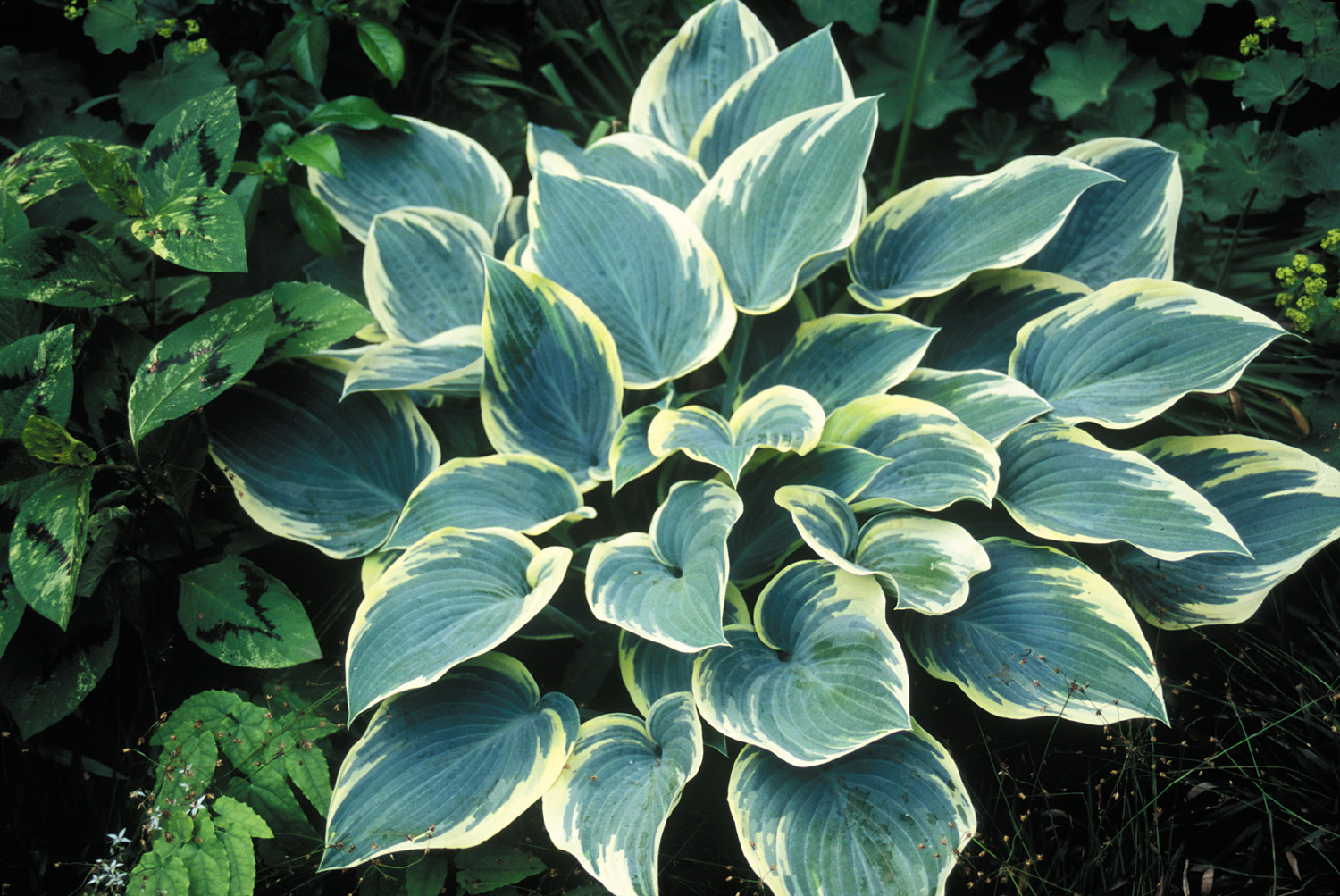 Frost hosta first