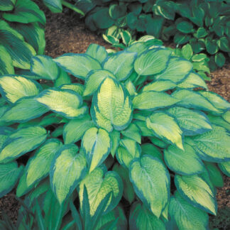 Pauls Glory Hosta