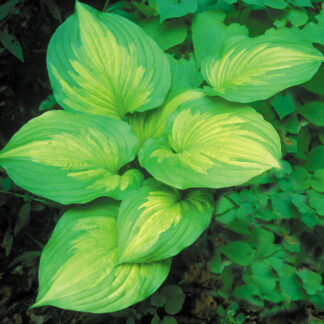 Roy Klehm Hosta