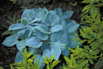 Fragrant Blue Hosta