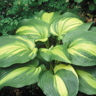 Hollywood Lights Hosta