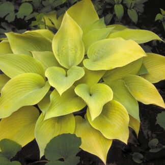 May Hosta