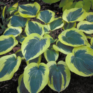 Mount Tom Hosta