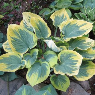 Ivory Coast Hosta