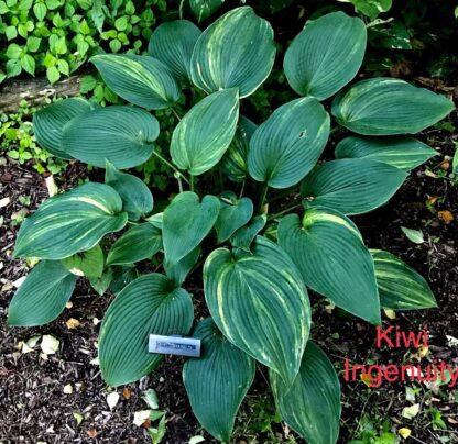 Kiwi Ingenuity Hosta