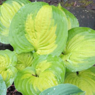 Lakeside Banana Bay Hosta
