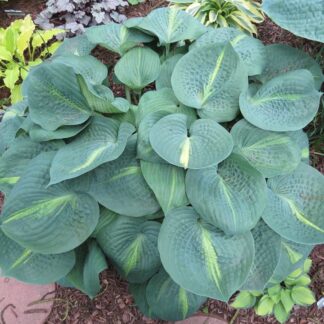 Lakeside Beach Captain Hosta