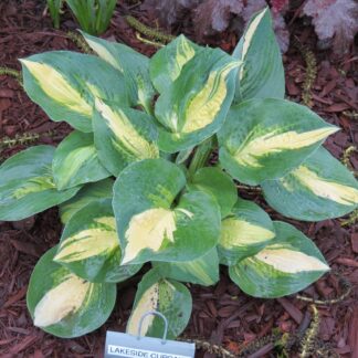 Lakeside Cupcake Hosta