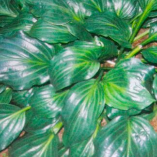 Lakeside Looking Glass Hosta