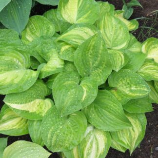 Lakeside Mom Hosta
