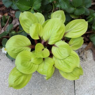 Lemon Kiss Hosta