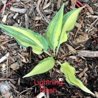 25 Lightning Flash O.P. seeds