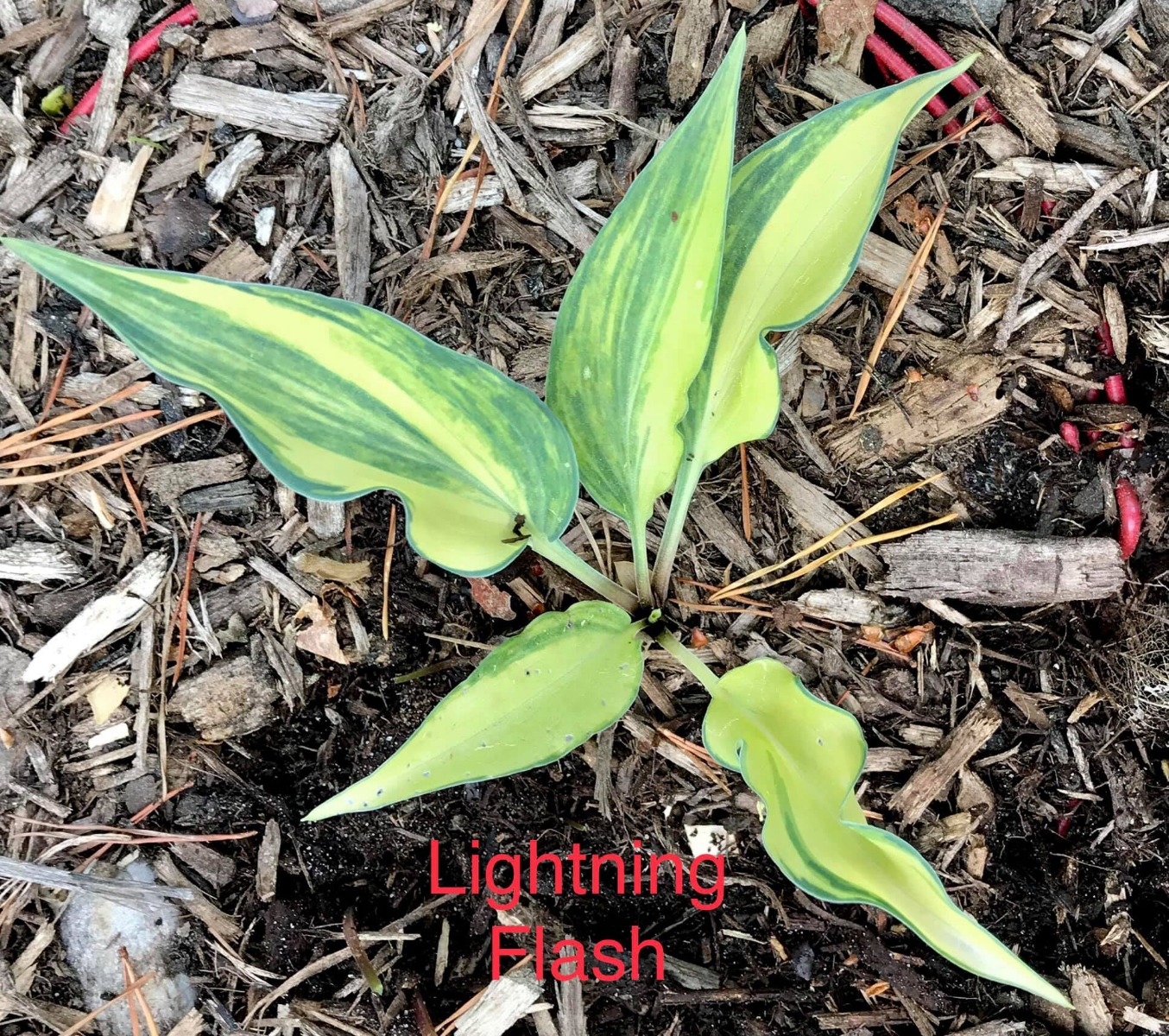 25 Lightning Flash O.P. seeds