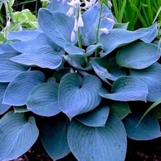 Moody Blues Hosta