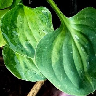 Needles Eye Hosta