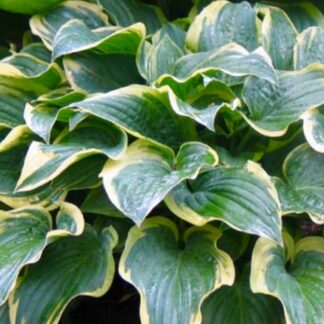 Night at the Opera Hosta