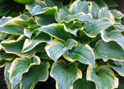 Night at the Opera Hosta