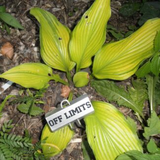 Foxfire Off Limits Hosta