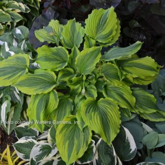 One Last Dance Hosta
