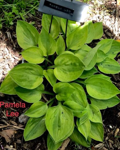 Pamela Lee Hosta - Image 2
