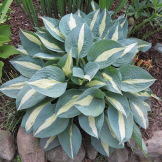 Pin-Up Hosta