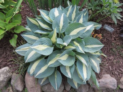 Pin-Up Hosta