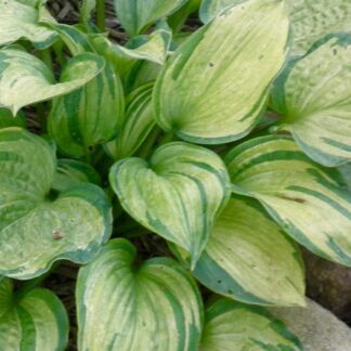 Pistache Hosta