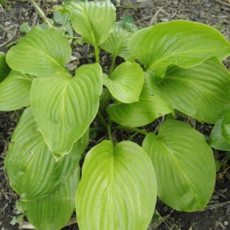 Plantaginea Hosta