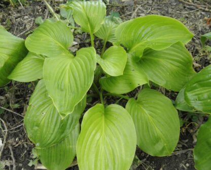 Plantaginea Hosta