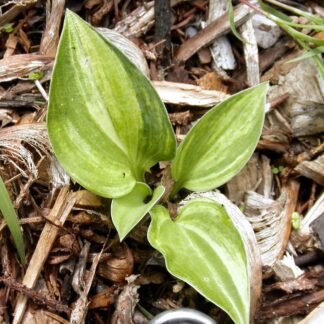 Plebe's Blue Hosta