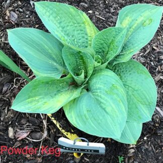 25 Powder Keg O.P. Seeds