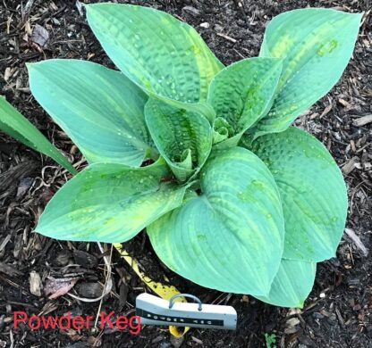 25 Powder Keg O.P. Seeds