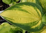 Prom Queen Hosta