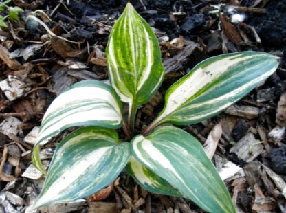 Red Cloud Hosta - Image 2