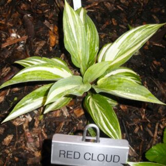 Red Cloud Hosta