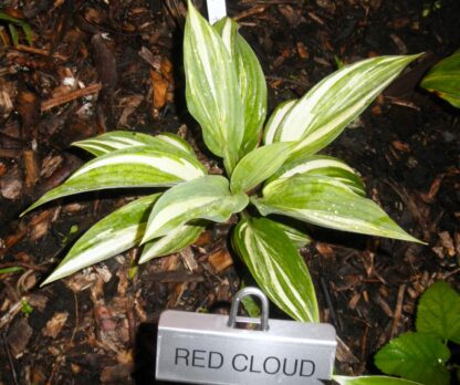 Red Cloud Hosta