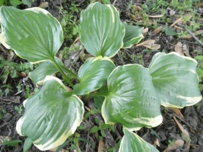 Reflections Hosta