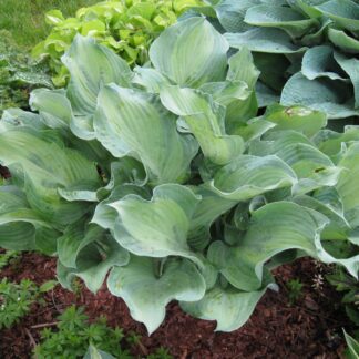 Regal Promenade Hosta
