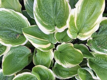 Rhinestone Cowboy Hosta