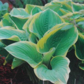 Roberta Hosta