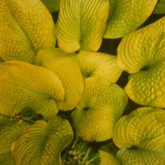 Rosedale Golden Goose Hosta