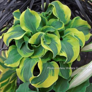 School Mouse Hosta