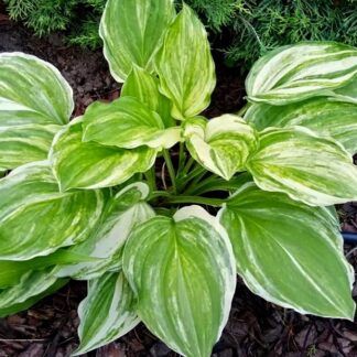 Sea Sunrise Hosta