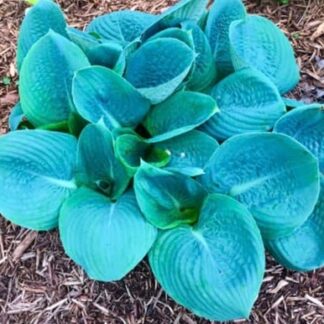 Skylight Hosta