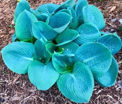 Skylight Hosta