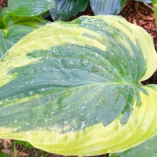 Snicker's Surprise Hosta