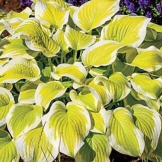 Spring Morning Hosta