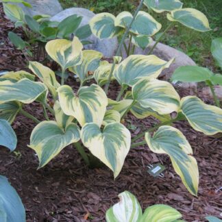 Stag's Leap Hosta