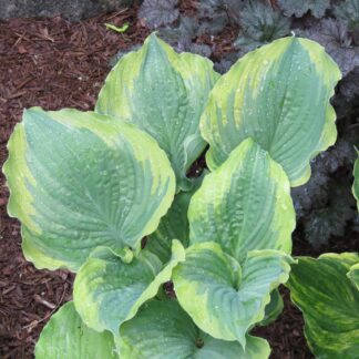 The King Hosta